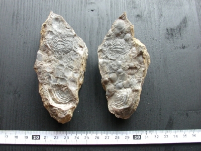 Fossilien vom 16.05.2002 aus dem Mitteldevon der Eifel/Ahrdorf