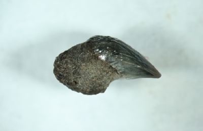 Hai Cetorhinus maximus, Länge 5 mm, Sammlung und Foto: Thomas Noll