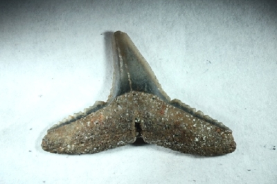 Hai Carcharhinus priscus, Länge 12 mm, Sammlung und Foto: Thomas Noll