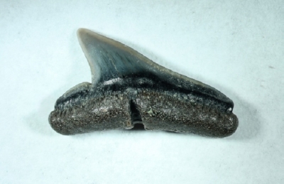 Hai Galeorhinus sp, Breite 8 mm, Sammlung und Foto: Thomas Noll