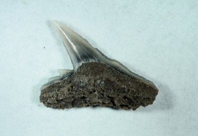 Hai Galeorhinus sp, Zahnbreite 5 mm, Sammlung und Foto: Thomas Noll