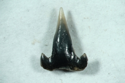 Hai Scyliorinchus CF distans, Höhe 4 mm, Sammlung und Foto: Thomas Noll