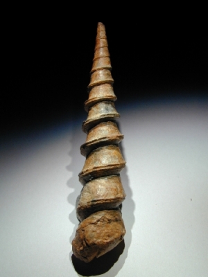 Turritella gradata (Schalenerhaltung), 13 cm, Sammlung und Foto: Manfred Hermes