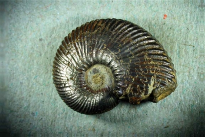 Ammoniten (pyritisiert) aus der Kreide, Laborel, Hautes-Alpes, Frankreich