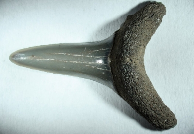 Hai Isurus oxyrinchus, Zahnhöhe 22 mm