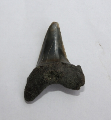Hai Isurus retroflexus, Zahnhöhe 29 mm