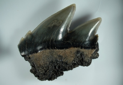 Hai Notorynchus primigenius, Zahnbreite 14 mm