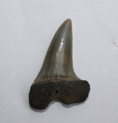 Hai Isurus oxyrinchus, Zahnhöhe 30 mm