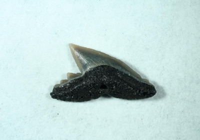 Scoliodon sp, Zahnbreite 3 mm, Sammlung und Foto: Thomas Noll