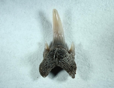 Striatolamnia macrota, Zahnhöhe 7 mm, Sammlung und Foto: Thomas Noll