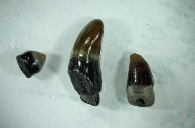 Zähne Knochenfisch, Länge bis 8 mm