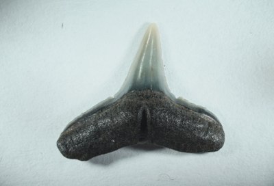 Hai, Carcharhinus acanthodon, Zahnbreite 13 mm