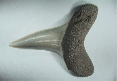 Hai, Isurus oxyrinchus, Zahnhöhe 20 mm
