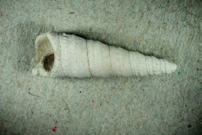 Schnecke, Turritella?, Länge 15 mm