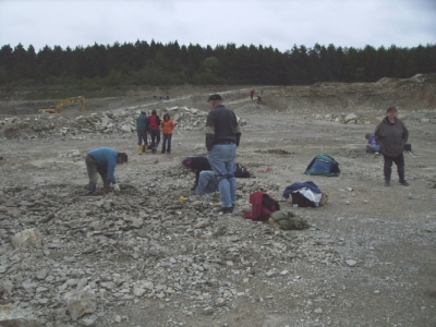 Die Fossilien stehen direkt an der Oberfläche an.