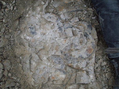 Friedhof von Ammoniten mit Durchmesser von 20 bis 30 cm