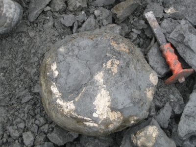 Eine Geode mit einem Pseudoamaltheus engelhardti, Leider zerdrückt und nicht zu retten.