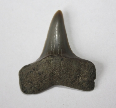 Hai, Isurus retroflexus, Zahnhöhe 25 mm