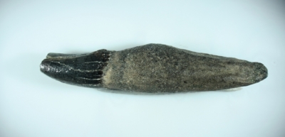 Delphin, Zahnlänge 20 mm