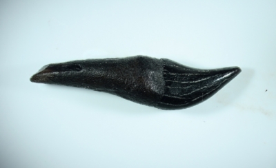 Delphin, Zahnlänge 17 mm