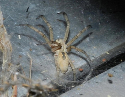 Jetzt wird's versponnen: eine kleine Spinne