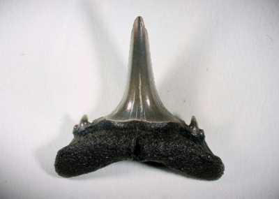 Hai, Zahnhöhe 11 mm