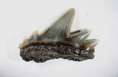 Hai, Notorynchus primigenius, Zahnbreite 12 mm