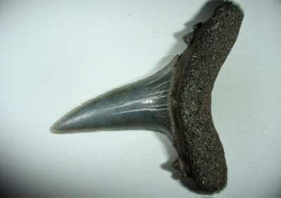 Hai, Zahnhöhe 20 mm