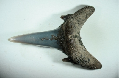 Hai, Zahnhöhe 19 mm