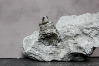 Phragmokon eines Belemniten, pyritisiert, Höhe 25 mm, Sammlung und Foto: Thomas Noll