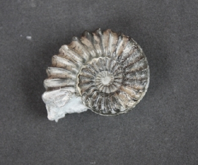 Pleuroceras spinatum. Der kleine pyritisierte Bruder ist fertig. Breite 5 cm. Sammlung und Foto: Thomas Noll