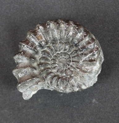 Pleuroceras spinatum. Auch pyritisiert. Durchmesser 5 cm. Sammlung und Foto: Thomas Noll