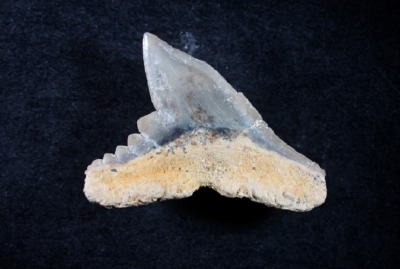 Physogaleus latus, Zahnbreite: 13 mm, Sammlung und Foto: Thomas Noll