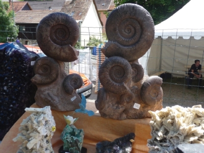 Schöne Ammoniten mit Blick auf Altstadt.