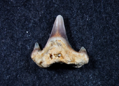 Scyliorhinus aff. distans, Zahnhöhe: 3 mm, Sammlung und Foto: Thomas Noll