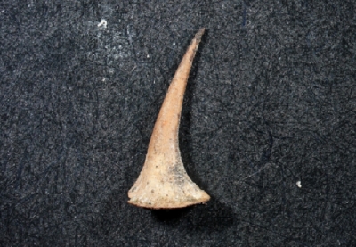 Stachel, Höhe: 6 mm, Sammlung und Foto: Thomas Noll
