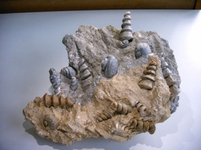 Schnecken aus dem Eozän/Ungarn