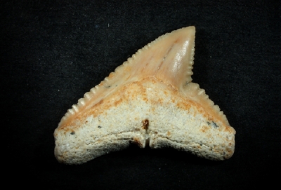 Carcharhinus sp., Zahnbreite 18 mm, Sammlung und Foto: Thomas Noll
