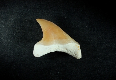 Alopias alabamensis, Zahnhöhe 10 mm, Sammlung und Foto: Thomas Noll