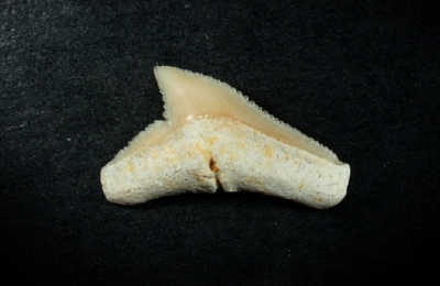 Carcharhinus sp., Zahnbreite 14 mm, Sammlung und Foto: Thomas Noll