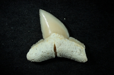 Misrichthys stromeri, Zahnhöhe 10 mm, Sammlung und Foto: Thomas Noll