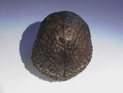 Bellerophon striatus