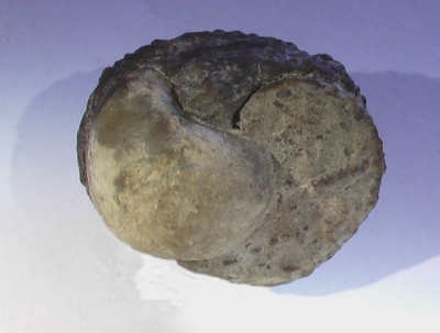Bellerophon striatus