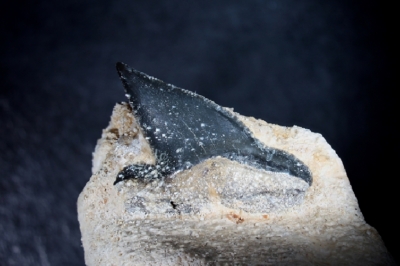 Pseudocorax afﬁnis, Zahnhöhe 10 mm