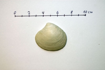 Astarte omalii (forma basteroti)a.