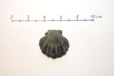 Pecten a.