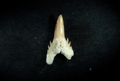 Hemipristus curvatus, Zahnhöhe 10 mm, Sammlung und Foto: Thomas Noll