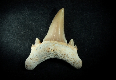 Carcharias twiggensis, Zahnhöhe 15 mm, Sammlung und Foto: Thomas Noll