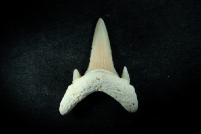 Carcharias twiggensis, Zahnhöhe 12 mm, Sammlung und Foto: Thomas Noll