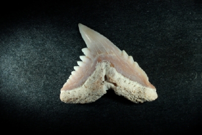 Hemipristus curvatus, Zahnbreite 13 mm, Sammlung und Foto: Thomas Noll